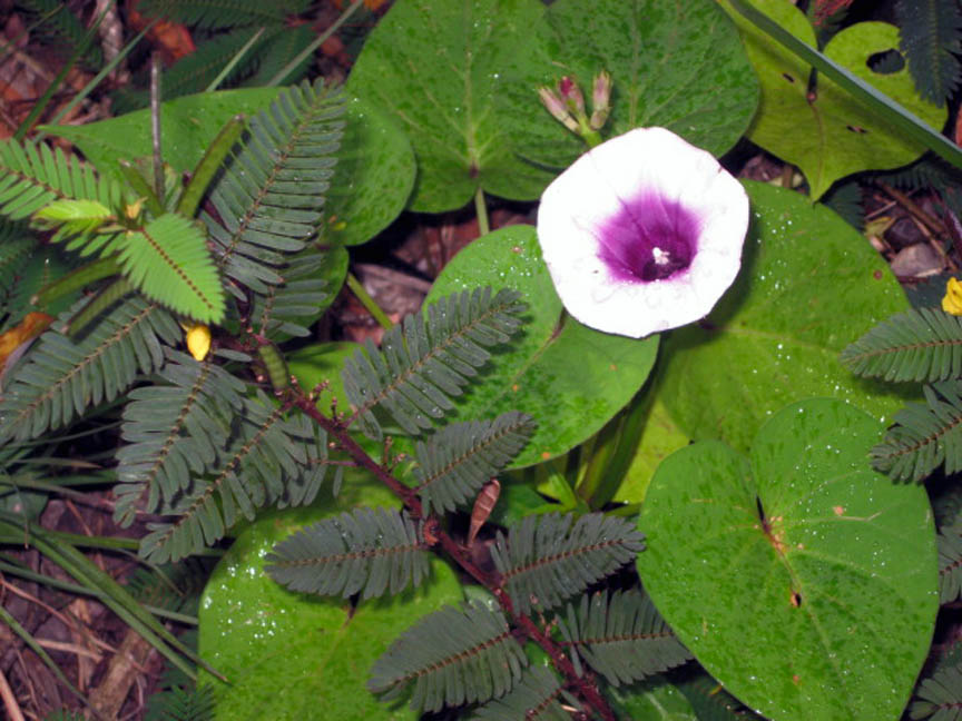morningglory